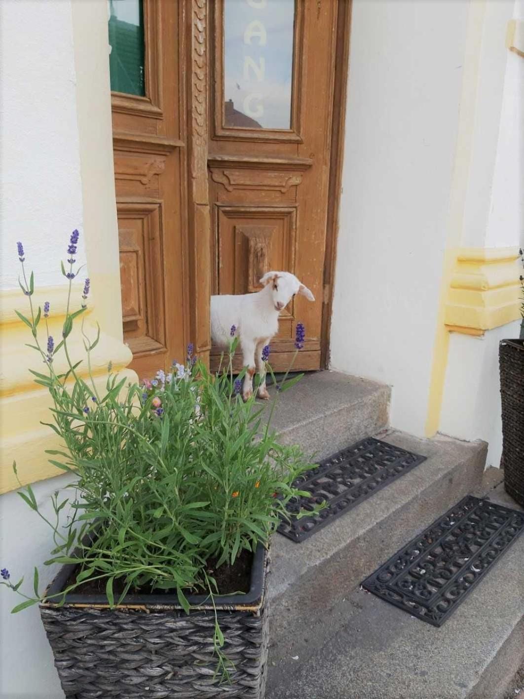 Pension Am Stadtgraben Hotel Lübbenau Екстериор снимка